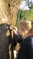 tree, observation, magnifying glass, field study, evidence