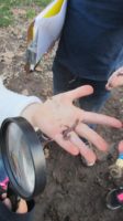 worms, outside, nature, field study, magnifying glass