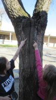 tree, split, nature, Nature Detectives, outside, field study