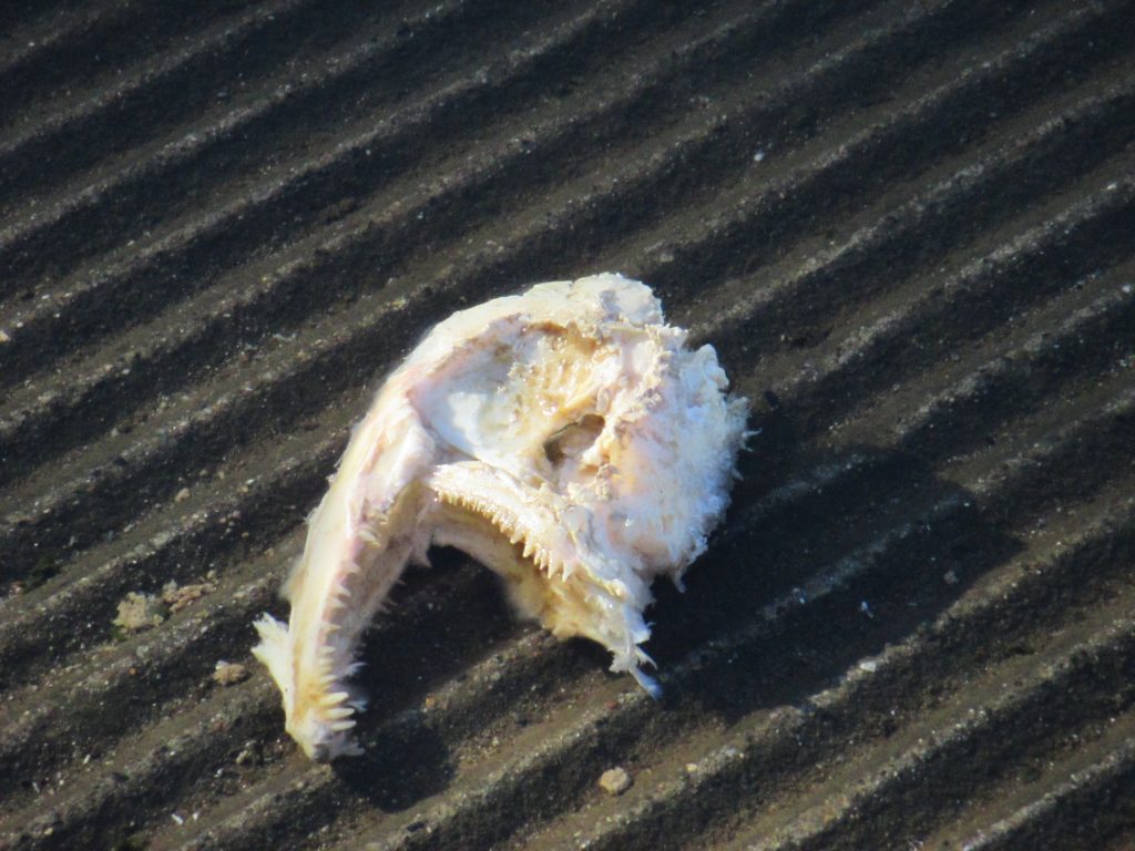 salmon, skull, boat launch ramp, mornings, Fair Oaks Bridge, Nature Detectives