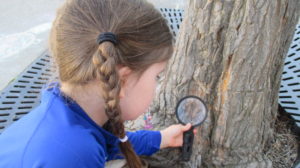 investigate, magnifying glass, explore, tree bark, Nature Detective, fun, engage, observe,