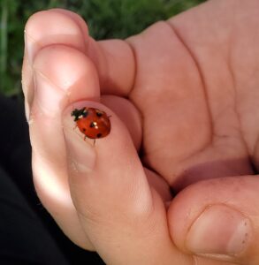 ladybugs, lost ladybug project, garden, search, Nature Detective