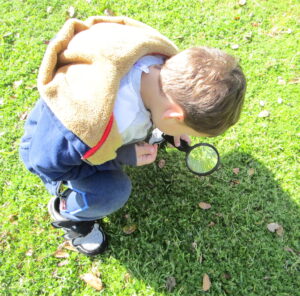 ladybugs, grasses, magnifying glass, observation, 