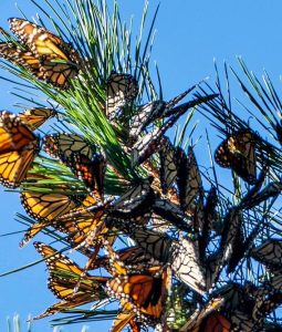 monarch butterfly, collection, group, pollinators, feeding, plants, monarch butterflies