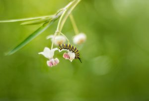 caterpillar, monarch butterly, milkweed, endangered,