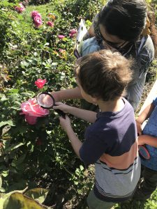 ladybugs, adult, parent, Nature Detective, search, park, companion